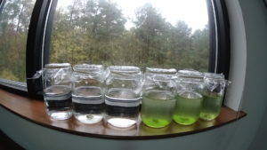 Pond Water Experiment - 3 Weeks
